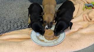 3 Puppies Are Safe But I Had to Leave the Mother and 1 Puppy Behind! - Takis Shelter