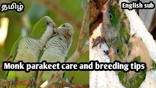 Monk parakeet care and breeding tips in tamil with english subtitles