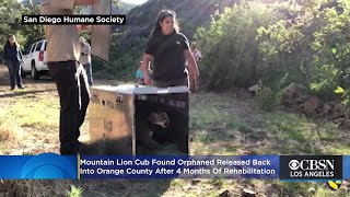 Mountain Lion Cub Found Orphaned Released Back Into Orange County After 4 Months Of Rehabilitation