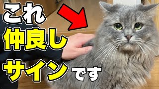 【親しい人にしか見せない仕草】猫が仲良しな人に見せるサイン3つご紹介