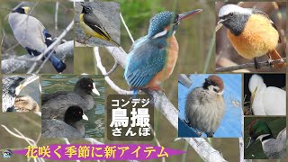 コンデジ鳥撮散歩　花咲く季節に新アイテム　兵庫県・北播磨