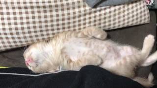 超無防備な姿で寝る子猫　　The kitten is sleeping in unprotected appearance.