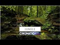 Jungle - Cinematic Videos 4K - Free Jungle Footage Stock