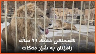 بیلال فەهمی گەنجێکی دهۆکە و 13 ساڵە راهێنان بە شێرەکانی باخچەیەکی ئاژەڵان دەکات