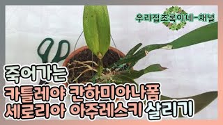 죽어가는 카틀레야 칸하미아나폼 세로리아 아주레스키 살리기 #카틀레야분촉해서수태로심어신아받기 #카틀레야분촉해서물수경으로신아받기