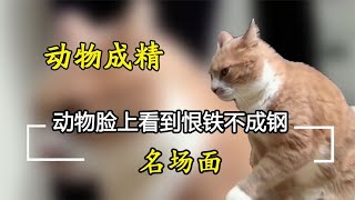 动物脸上看到恨铁不成钢，猫咪陪孩子写作业，一瞬间仿佛老妈上身