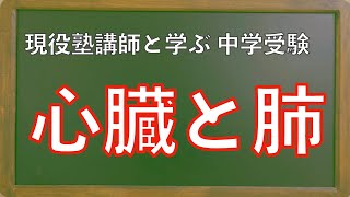 【中学受験 理科】心臓と肺（初級・用語暗記）中２教科書