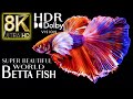 Super Beautiful World Betta Fish in 8k HDR 60fps Dolby Vision | Best of 2022 with Relaxing Music