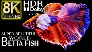 Super Beautiful World Betta Fish in 8k HDR 60fps Dolby Vision | Best of 2022 with Relaxing Music