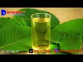 daun kratom............... ketahui manfaatnya untuk kesehatan