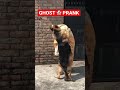 German Shepherd Ghost 👻 Mask Prank 😂| DOG PRANK | Funny Video | #dogprank #ghsot #ytshorts #shorts