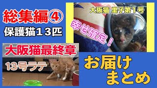 【総集編】大阪猫１３匹里親さんにお届け一気に見よう！【大阪猫④】＃348