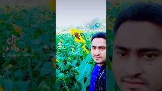 সূর্যমুখী ফুলের বাগান  #ভাইরাল #viral