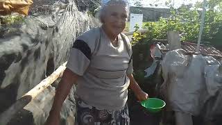 ta lindos patinhos nasceu MÃE e Cleuza é maravilhosa chácara  animais e plantas chow