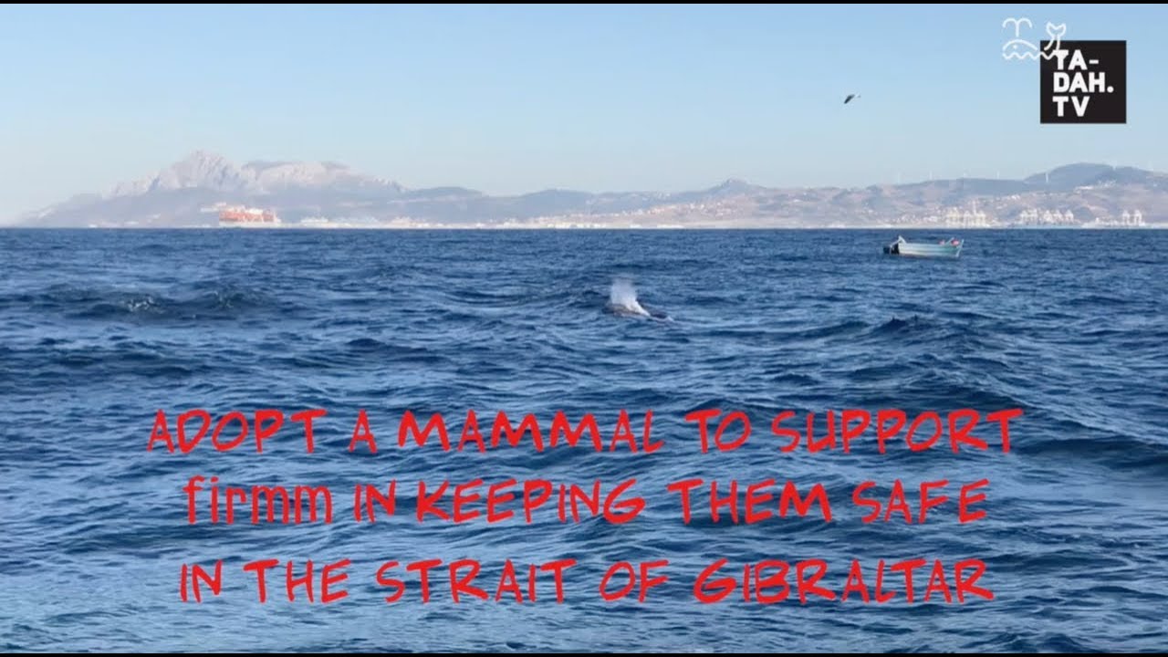 Dolphin And Whale Watching In The Strait Of Gibraltar/ Europe | TA-DAH ...