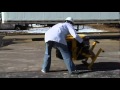 Yellow Jacket Comes Crashing and a 20 Foot Fall