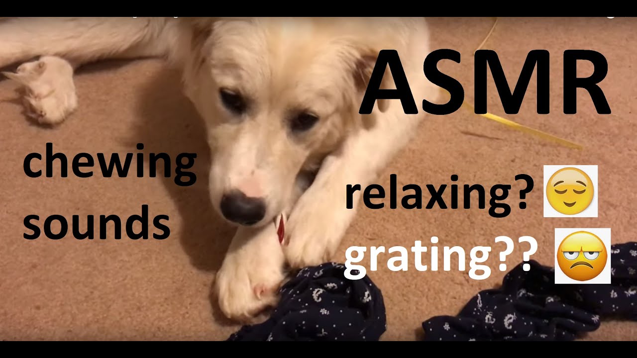 Asmr Dog Chewing Rawhide Youtube