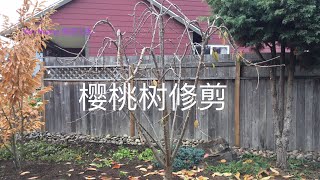 樱桃树修剪  Pruning my cherry tree https://youtube.com/@yanhuang6825