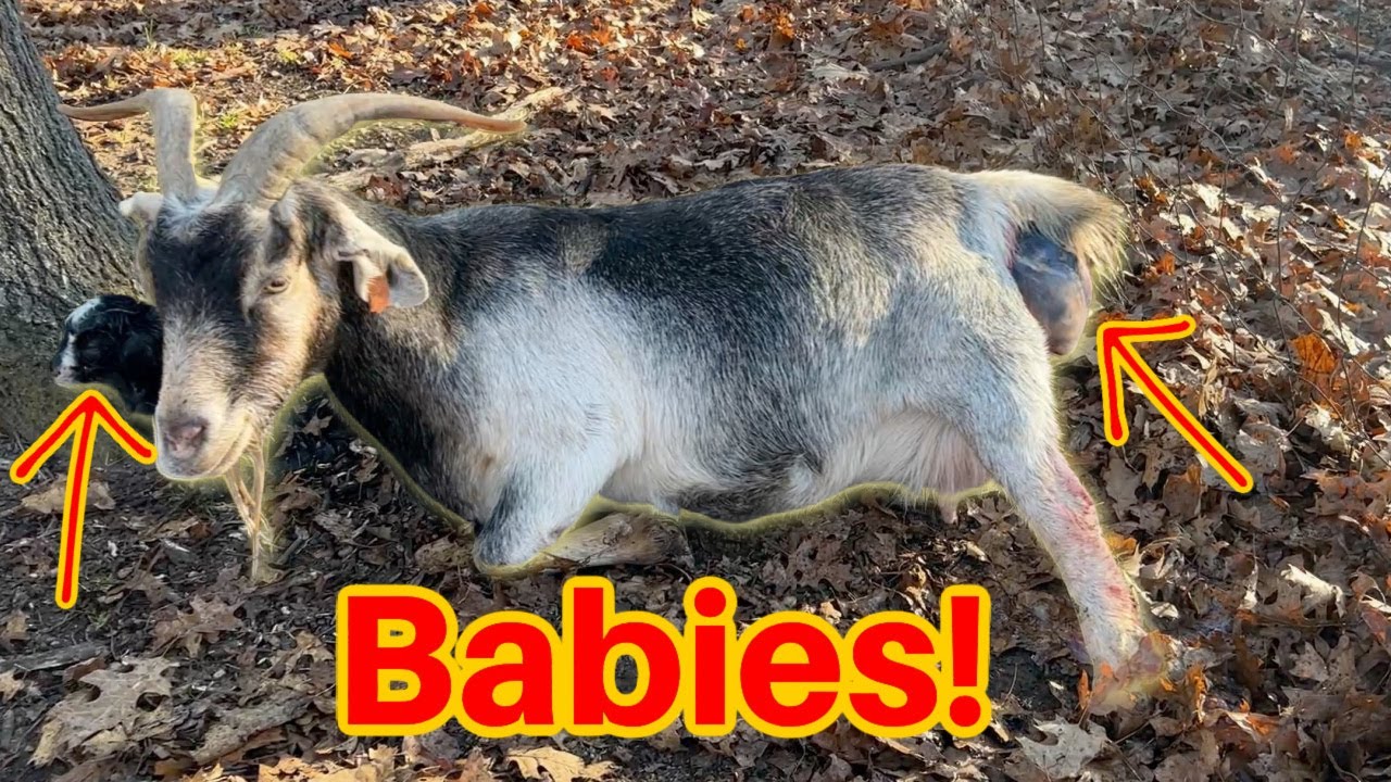 First Babies Of The Year! Goat Birth On Video! - YouTube