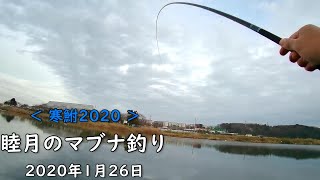 【寒鮒2020】睦月のマブナ釣り　Crucian fishing in January.