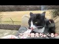 【ワレニャン】最強寒波が来ても猫は雪見ちゅ～る even when this year s strongest cold wave comes cats eat churu.