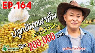 ปลูกอินทผาลัม สร้างรายได้ขั้นต่ำ 200,000 บาท/รอบ  l  เกษตรกรไทย สร้างรายได้ Ep164