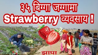 Strawberry farm in jhapa #explorenepal