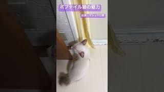 ボブテイル猫の魅力 #短い尻尾の猫 #shorts #short #cat #kitty