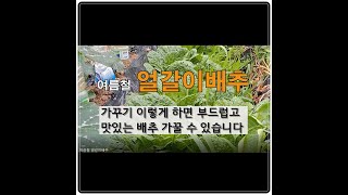 여름철 얼갈이배추 가꾸기 이렇게 하면 부드럽고 맛있는 배추 가꿀 수 있습니다. # 주말농장 도시텃밭 가꾸기