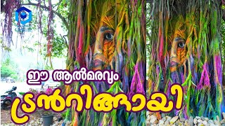 ഒരു ആൽമരത്തിന് നൽകിയ മേക്കോവറാണിപ്പോൾ പെരിന്തൽമണ്ണയിൽ ട്രൻ്റ്