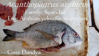 Acanthopagrus arabicus/ Arabian yellowfin seabream/Sparidae/ Dandya, FISH IDENTIFICATION