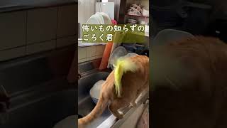 籠からでたインコと猫😹の瞬間??#shorts