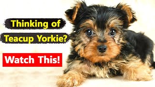 Teacup Yorkie: The Pros & Cons of Owning One