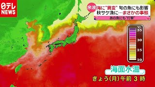 海水温“かつてない高さ”食卓にも影響が…（2020年9月7日放送 news every.より）