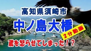 【ドローン空撮・高知】「中ノ島大橋」～須崎市～  ゴメン！ 鳶を怒らせてしまった！？