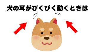 犬の面白い雑学