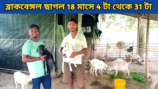 ব্লাকবেঙ্গল ছাগল পালনে কম সময়ে বেশি লাভ || BlackBengal Goat Farm #goatfarming