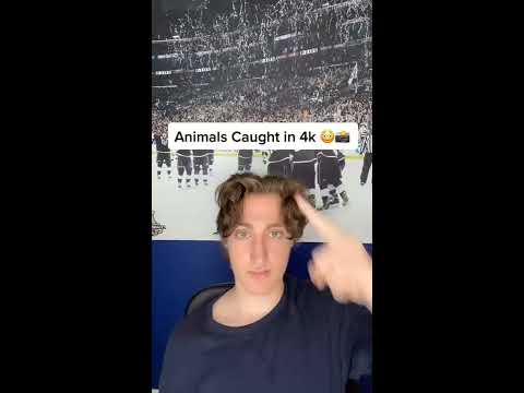 Animals Caught In 4k Shorts Youtube