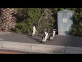 penguins stroll in quiet street in south africa