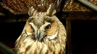 Erdei fülesbagoly (long-eared owl) \