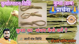 कुशा (डाब) कुशोत्पाटन अमावस्या, कुशा का संचय कैसे करें ? विधि  #kusha #daab #astrology #horoscope