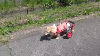 はな工房の犬用車椅子　ミニチュアダックスフンド　チャッピーちゃん♪