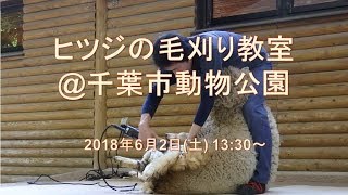 ヒツジの毛刈り教室@千葉市動物公園 2018年6月2日(土)