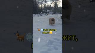 🐕❄️БАКС БЕЖИТ, БЕЖИТ!🤗#шпицы #шпиц #зима #собака #собакаулыбака