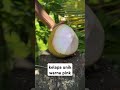 kelapa wulung #buah #kelapa