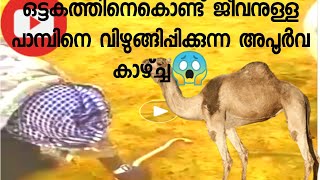 ഒട്ടകത്തിനെ കൊണ്ട് ജീവനുള്ള പാമ്പിനെ വിഴുങ്ങിക്കുന്ന അൽഭുത കാഴ്ച!