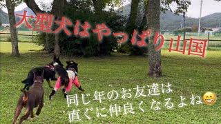 【バーニーズマウンテンドッグ】ドッグカフェ『おかげさんで』でランチの後は、いつもの山国【ドッグパーク山国】【大型犬とランチ】