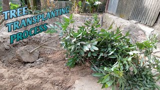 How to Transplant a Tree | আম/ লিচু গাছ এক জায়গা থেকে অন্য জায়গায় প্রতিস্থাপন।🌳