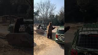 回家的路就是最美的风景 现场实拍 银基动物王国 棕熊 人和动物近距离互动