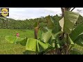 Vlog #ghonteng creator  matun sawah #tradisional